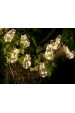 Obrázok pre Tracer Garden Garland LED lampa Žlutá 0,2 W