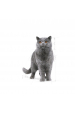 Obrázok pre ROYAL CANIN FBN British Shorthair Adult suché krmivo pro kočky - 10 kg