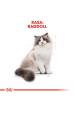 Obrázok pre Royal Canin FBN Ragdoll Adult suché krmivo pro kočky 2 kg
