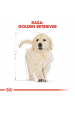 Obrázok pre ROYAL CANIN Golden Retriever Puppy - suché krmivo pro psy - 3 kg