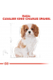 Obrázok pre Royal Canin BHN Cavalier King Charles Spaniel Puppy - suché krmivo pro štěňata - 1,5kg